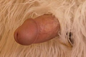 Japanese吹潮japan Porn